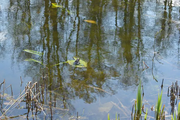 Frog Pond Nature Spring — Stock Photo, Image