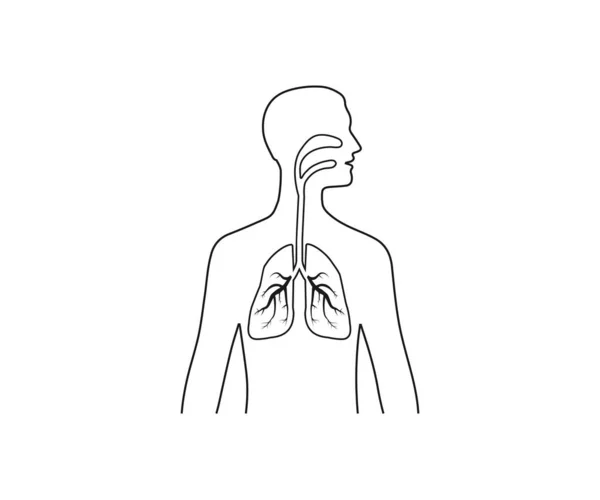 Lungs man body silhouette. Vector illustration, flat design. — Stock Vector