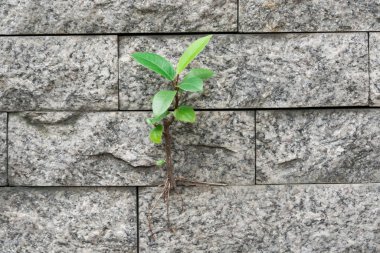 Hayatta kalma duvarda büyüyen ağaçlar.