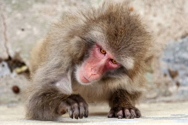 Japanese Macaque Monkey Play Wall — Stock Photo, Image