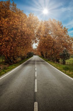Ormanda sonbahar yolu, güneş ışınları, düşen sarı yapraklar, huzur ve sessizlik. Idyllic, arkaplan.
