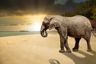 Karimunjawa Endonezya Java plaj günbatımı fil manzaralı