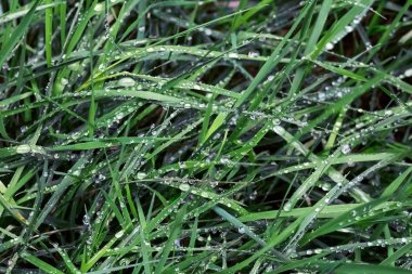 yeşil çimen yağmurdan sonra 