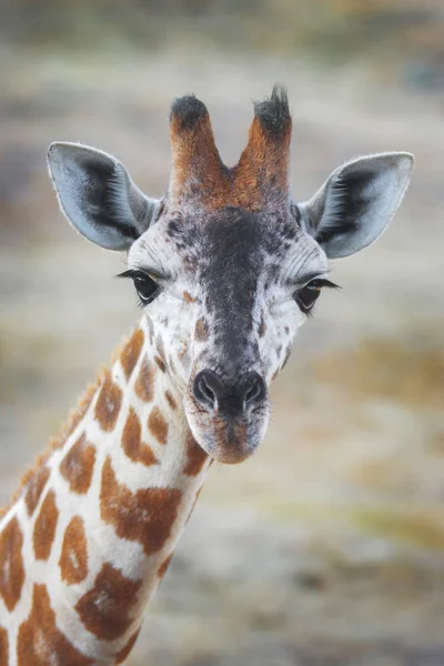 Küçük zürafa kameraya boğaz seyir — Stok fotoğraf