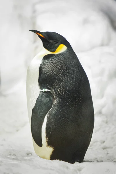 王企鹅肖像 — 图库照片