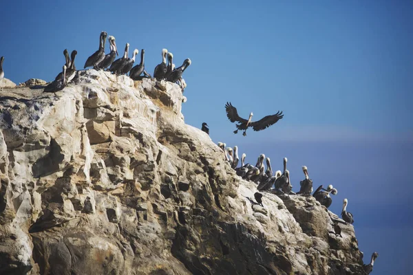 Pájaros sentados en la roca cerca del Océano Pacífico . — Foto de Stock