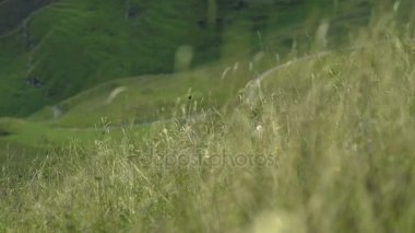 kuru ot ve yönlendirmesi ile Rüzgar