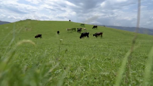 Krávy pasoucí se na zelené pastvě Bolom
