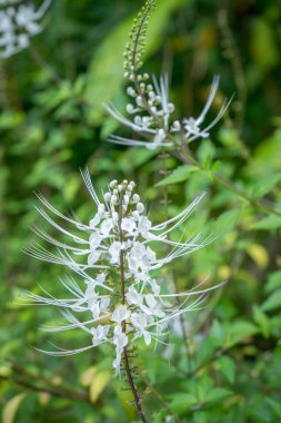 Orthosiphon aristatus floral