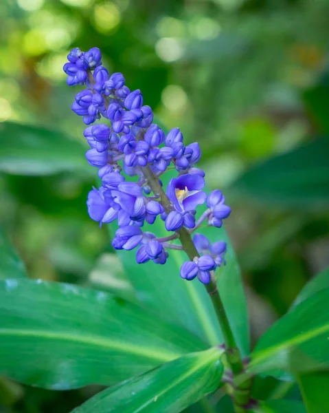 Mavi Dichorisandra Thyrsiflora