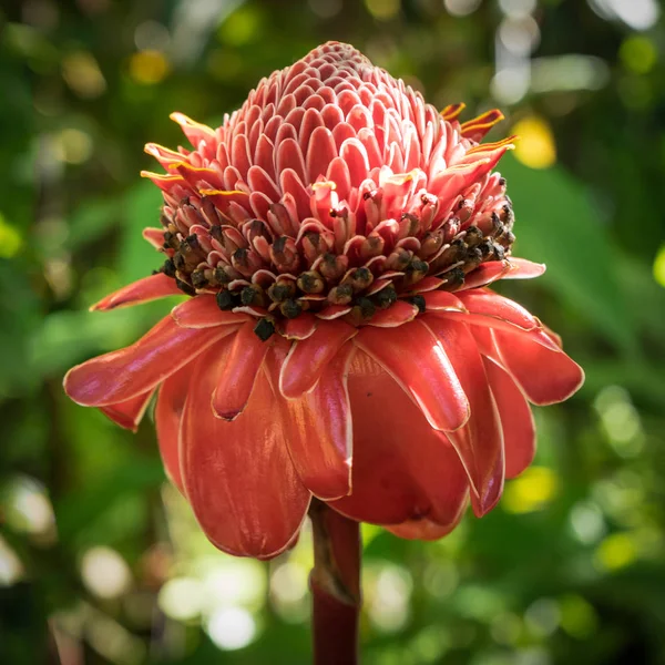 Rote blühende Fackel Ingwerblüte — Stockfoto