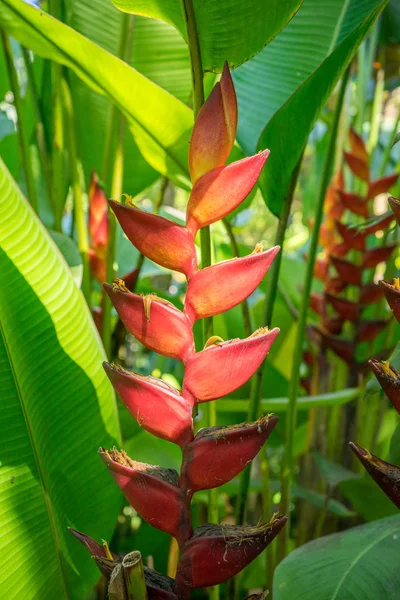 Heliconia Bihai macro — Foto de Stock