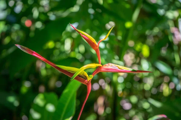 Blühende heliconia aemygdiana — Stockfoto