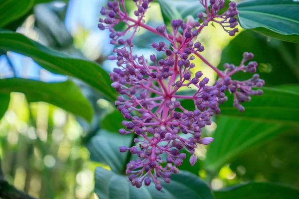 Medinilla Cummingii Flower