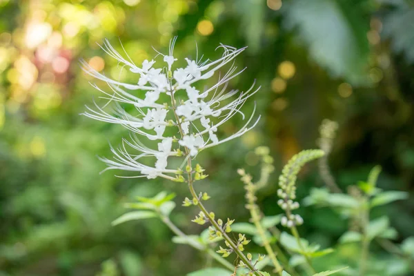 Ortosifón aristatus floral — Foto de Stock