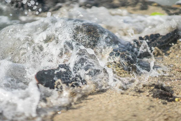 Tortuga Hawaiana Del Mar Verde Conocida Localmente Como Hono Descansando —  Fotos de Stock