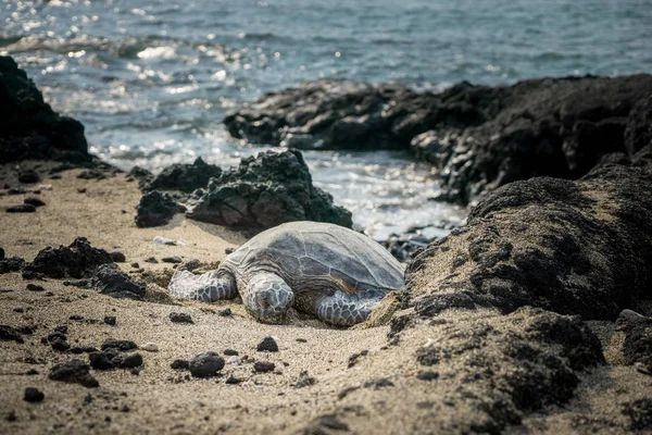 Tartaruga Mar Verde Havaiano Conhecida Localmente Como Hono Descansando Longo — Fotografia de Stock