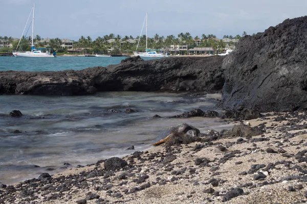 Hawaiian Green Sea Turtle Known Locally Hono Resting Shoreline Anaeho — Stock Photo, Image