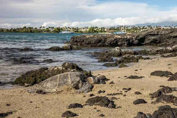Hawaiiaanse Groene Zeeschildpad Plaatselijk Bekend Als Hono Rustend Langs Kustlijn — Stockfoto