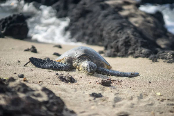 Hawaiian Green Sea Turtle Known Locally Hono Resting Shoreline Anaeho — Stock Photo, Image