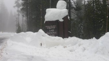 Kaliforniya deniz aslanları iskelede