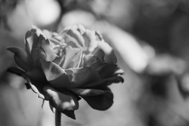 Siyah ve beyaz fotoğraf gül çiçek