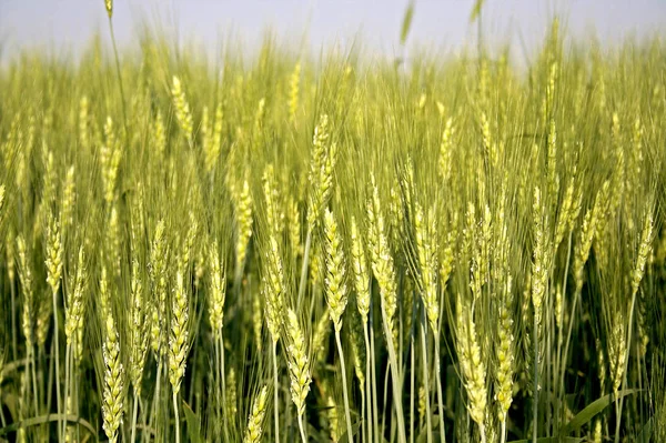 Utsikt Över Green Växer Vete Fältet Dagtid Indien — Stockfoto