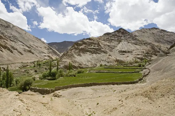 Oprava Zelených Polí Jinak Pusté Chladné Pouštní Krajině Ladakhu Indie — Stock fotografie