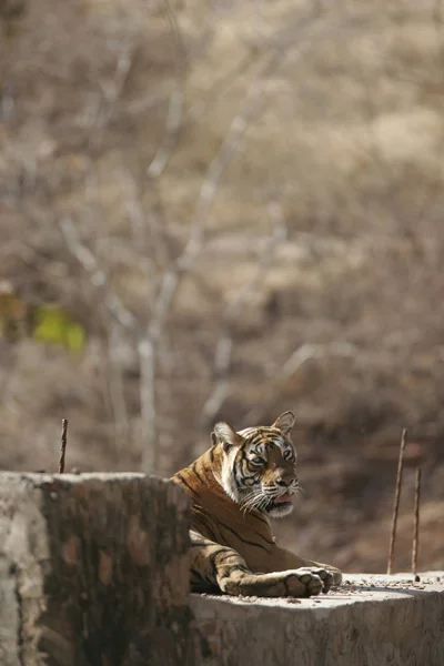 Τίγρη Panthera Κάθεται Στον Τοίχο Τσιμέντο Στο Εθνικό Πάρκο Ρενθάμπορι — Φωτογραφία Αρχείου