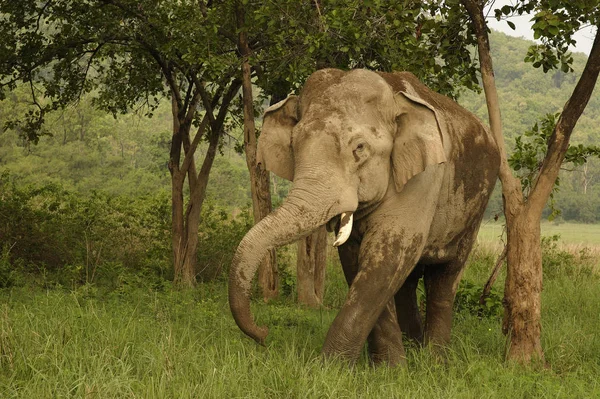 Asiatischer Elefant Elephas Maximus Mit Schlamm Bedeckt Korallentigerreservat Uttaranchal Indien — Stockfoto