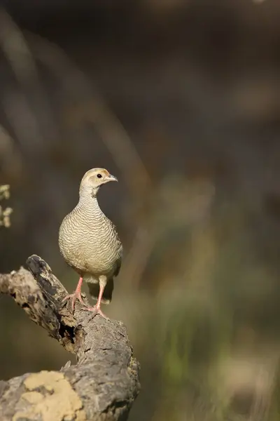 Grey Frankolijnen Francolinus Pondicerianus Zittend Hout Ranthambore National Park Rajasthan — Stockfoto