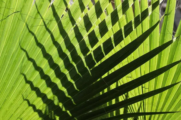 Pohled Zelené Svěží Palmy Listy Během Dne — Stock fotografie