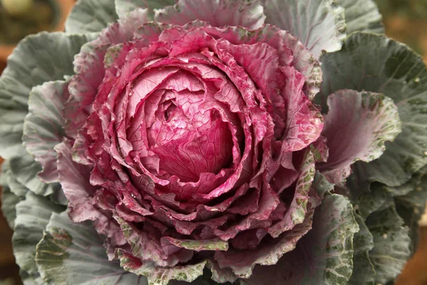 Floración Kale Col Ornamental Con Hojas Rosadas —  Fotos de Stock