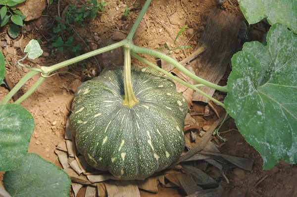 Calabaza Roja Creciendo Aire Libre Jardín Durante Día — Foto de Stock