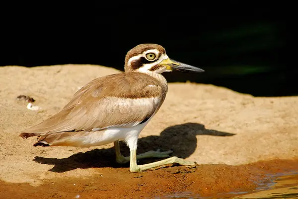 Stone Plover Eacus Magnirostris Staande Rots Overdag — Stockfoto