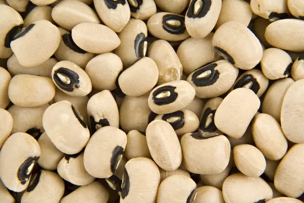 Cowpea with black hypocotyls — Stock Photo, Image