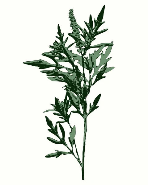 Stiliserad bild av Ambrosia siluett — Stock vektor
