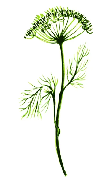矢量插图, 莳萝, 茴香风格的水彩树枝 — 图库矢量图片