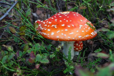 iki amanita macroshot Krallık mantar mantar; Bölümü Bazidyumlu mantarlar; Sınıf Agaricomycetes; Sipariş Agaricales; Aile Amanitaceae; Cins Amanita