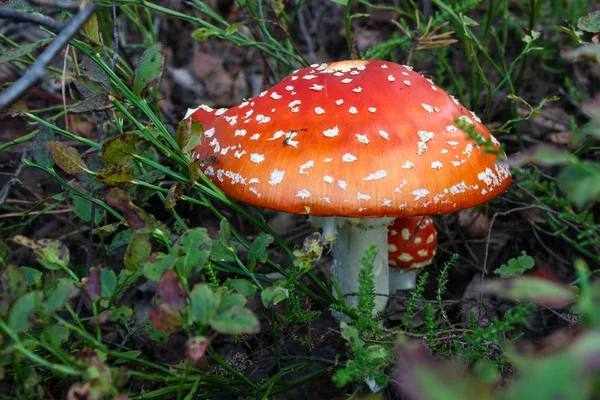 macroshot of  two amanita mushrooms Kingdom  Fungi; Division Basidiomycota; Class Agaricomycetes; Order Agaricales; Family Amanitaceae; Genus Amanita