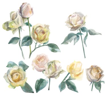 Beyaz arka planda izole edilmiş sarı, pembe renkli güzel suluboya güller..