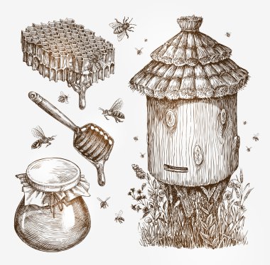 Tatlım, arıcılık, arılar. Koleksiyon vintage sketch vektör çizim