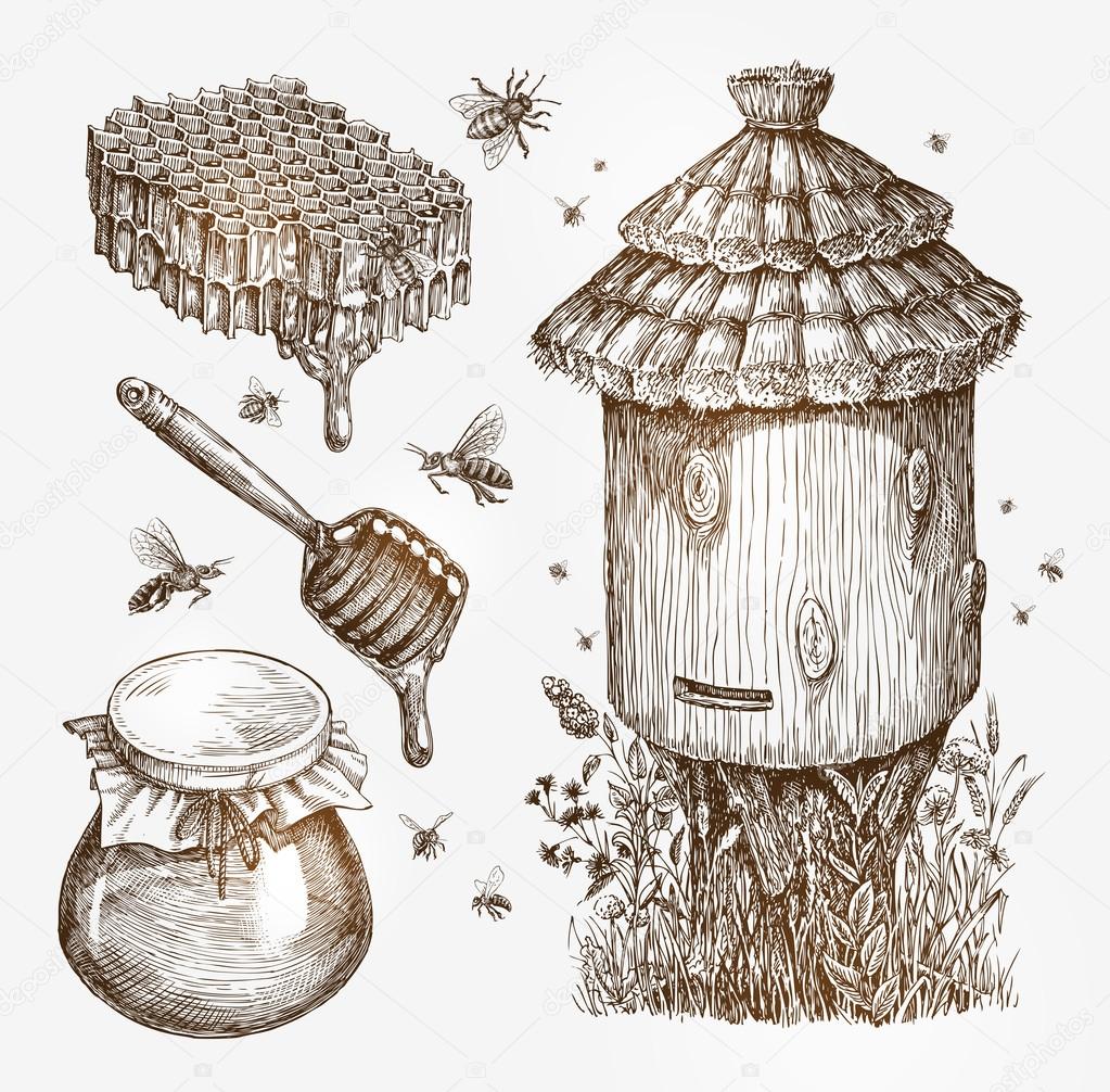 Querida, apicultura, abelhas. Coleção desenho vintage ilustração vetorial  Vetor de ©sergeypykhonin 128488486, image size:1023x1006