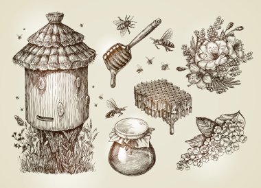 El çekilmiş tatlım, arıcılık, arılar. Koleksiyon vintage sketch vektör çizim
