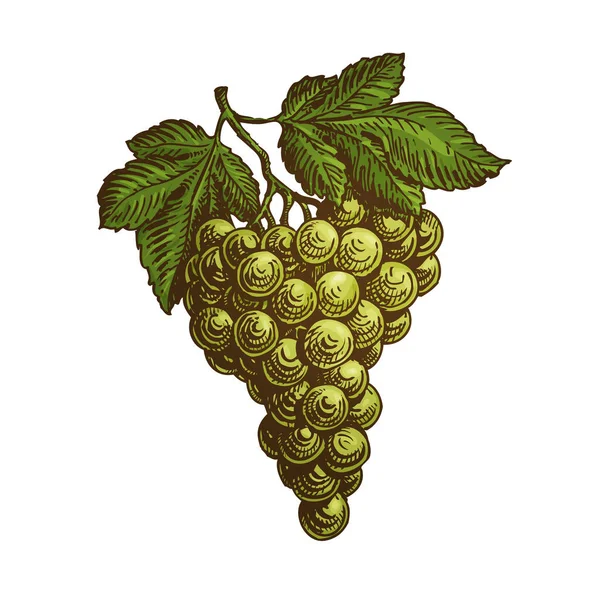 Racimo de uvas. Ilustración vectorial — Vector de stock