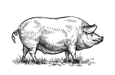 Elle çizilmiş domuz. Sketch vektör çizim