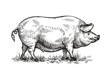Hand drawn pig. Sketch vector illustration clipart