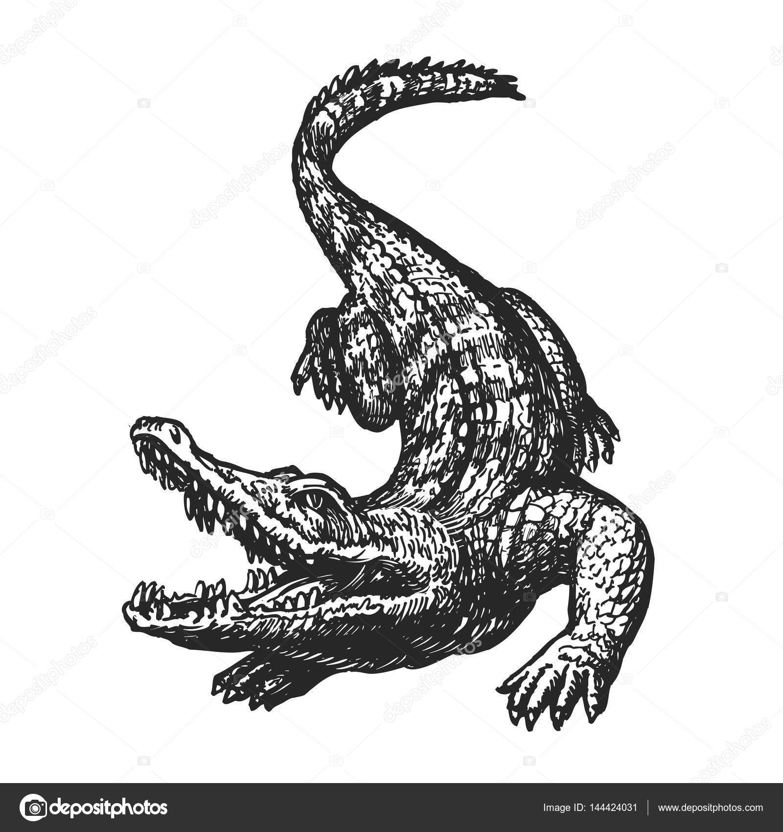 Crocodile Sketch Drawing Crocodile