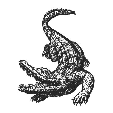 Açık ağız ile çizilen kızgın timsah el, eskiz. Croc, dev timsah, timsah vektör çizim
