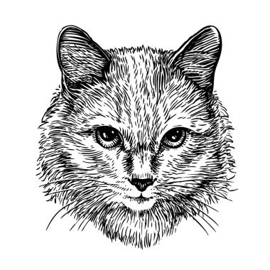 Şirin kedi çizilmiş portresi, kroki türden. Sanat vektör çizim